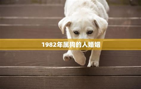 1982年属狗人的婚姻|1982屬狗人的婚姻與命運，准！